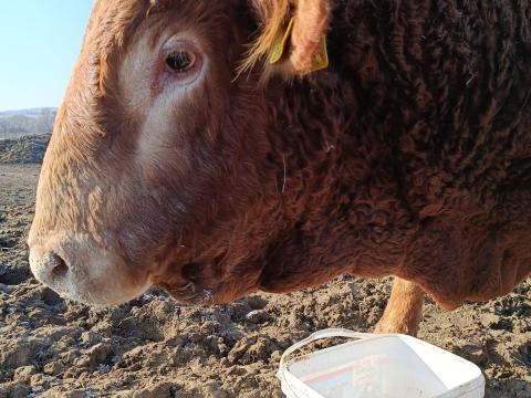 Ismerje meg nyalótömbjeinket! Nem csak a nyalósóval pótolható az ásványianyag Ismerje meg nyalótömbjeinket! Nem csak a nyalósóval pótolható az ásványianyag
