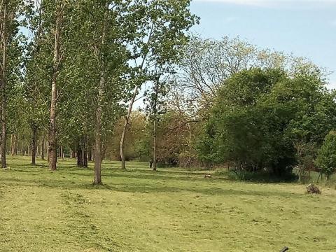 Zöldterület gondozás,  fakitermelés Zöldterület gondozás,  fakitermelés