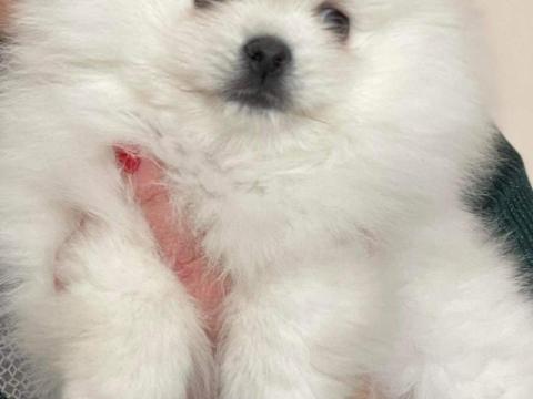 Pomerániai törpe spitz Pomerániai törpe spitz