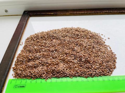 Lenmag barna – takarmányozásra vagy vetésre – eladó