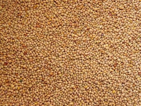 Bíborhere Vetőmag Eladó Postai Utánvéttel Bíborhere Vetőmag Eladó Postai Utánvéttel