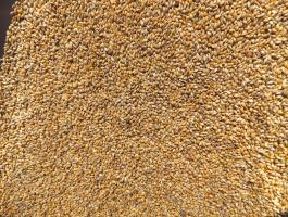 Muharmag, sárga muhar takarmánymag eladó postai utánvéttel