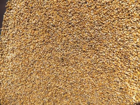 Muharmag, sárga muhar takarmánymag eladó postai utánvéttel