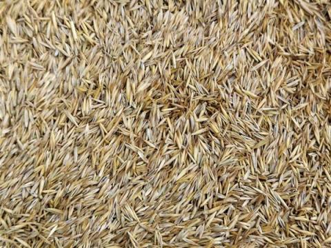 Kaszáló és Legelő Standard Fűmagkeverék,  4 komponensű,  eladó postai utánvéttel