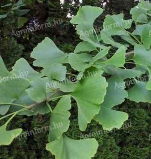 Páfrányfenyő (Gingko biloba)csemete