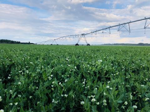 Növényorvost/Növényvédelmi szakmérnököt FELVESZÜNK Növényorvost/Növényvédelmi szakmérnököt FELVESZÜNK