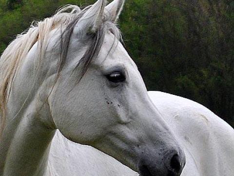 Hódmezővásárhelyen Állandó munkára Lovászt keresek