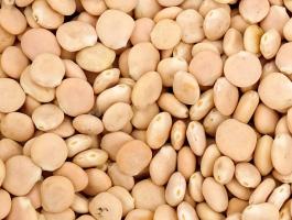 Csillagfürt vetőmag – Édes Nelly fajta