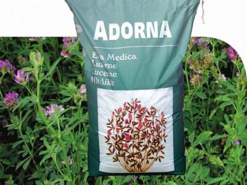 Adorna oltott lucerna vetőmag személyes átvétellel,  házhozszállítással Adorna oltott lucerna vetőmag személyes átvétellel,  házhozszállítással