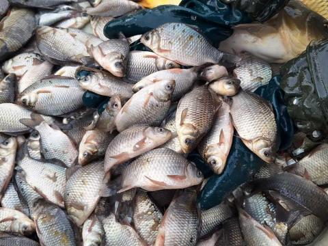 Eladó takarmány kárász Eladó takarmány kárász