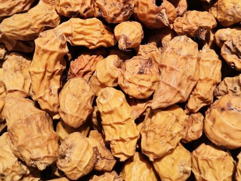 14-24 mm-es XXL tigrismogyoró eladó postai utánvéttel 14-24 mm-es XXL tigrismogyoró eladó postai utánvéttel