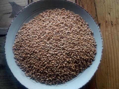 BIO tönkölybúza eladó