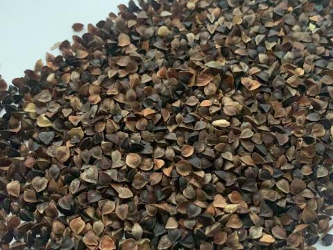 Hajdina takarmánymag eladó postai utánvéttel Hajdina takarmánymag eladó postai utánvéttel