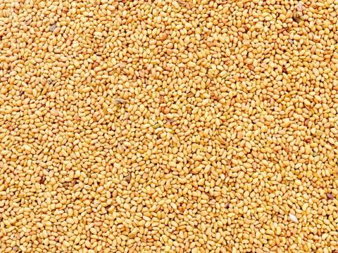 Szarvasi Viktória fémzárolt lucernamag eladó postai utánvéttel Szarvasi Viktória fémzárolt lucernamag eladó postai utánvéttel