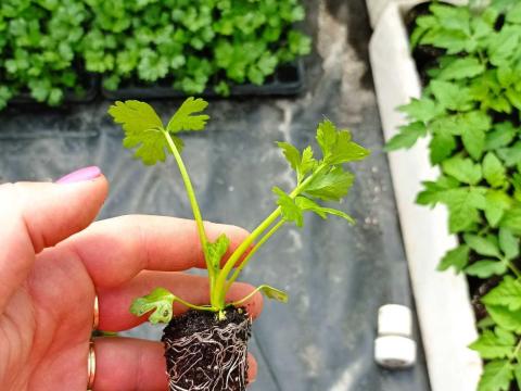 Zeller palánta rendelés Alpha F1 fajta, Székkutason elérhető Zeller palánta rendelés Alpha F1 fajta, Székkutason elérhető