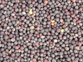 Repce mag eladó takarmányozási célra postai utánvéttel