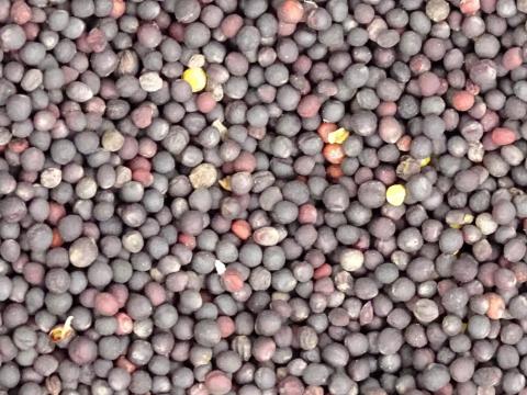 Repce vetőmag eladó takarmányozási célra, postai utánvéttel