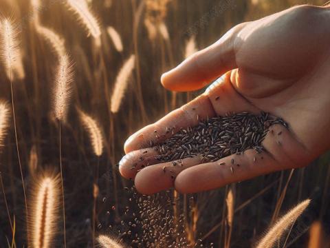 Fűmagkeverék AKG Zöldugar 1 (lucernás) eladó postai utánvéttel Fűmagkeverék AKG Zöldugar 1 (lucernás) eladó postai utánvéttel