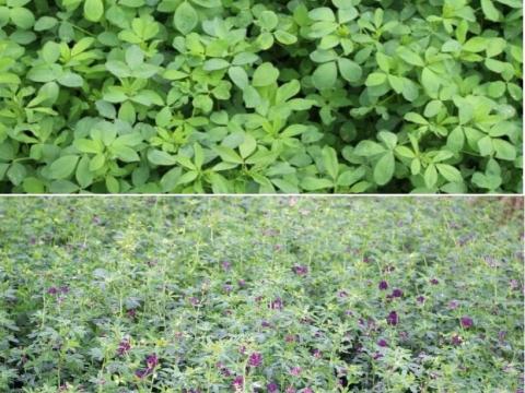 Plato lucerna vetőmag 25 kg/zsák kiszerelésben Plato lucerna vetőmag 25 kg/zsák kiszerelésben