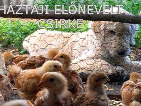 Háztáji bio tápon nevelt, előnevelt 6 hetes csirke akció Háztáji bio tápon nevelt, előnevelt 6 hetes csirke akció