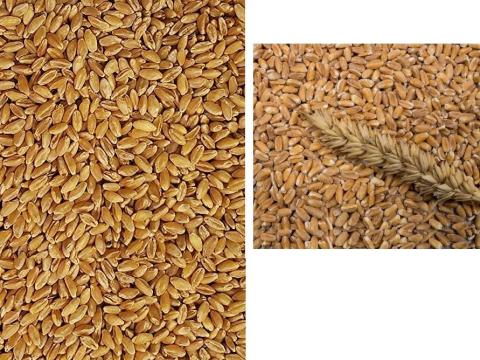 Eladó kiváló minőségű búza termelőtől