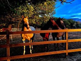 Lovászt / tanyagazdát keres Pest megyei családi major