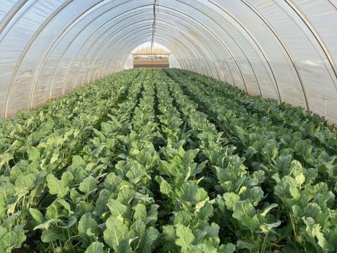 Eladó fóliasátrak, 50 m hosszú, 8 m széles, gótikus típusú Eladó fóliasátrak, 50 m hosszú, 8 m széles, gótikus típusú