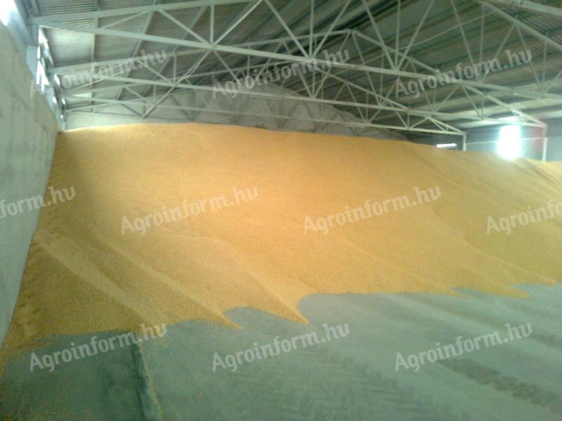 ISCC-s 2025. évi,  saját termelésű,  3000 t toxinmentes szárított takarmánykukorica eladó