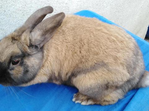 Eladó 10 db törpenyúl Eladó 10 db törpenyúl