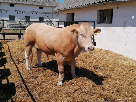 Blonde d'aquitaine bikák,  üszők eladók Blonde d'aquitaine bikák,  üszők eladók
