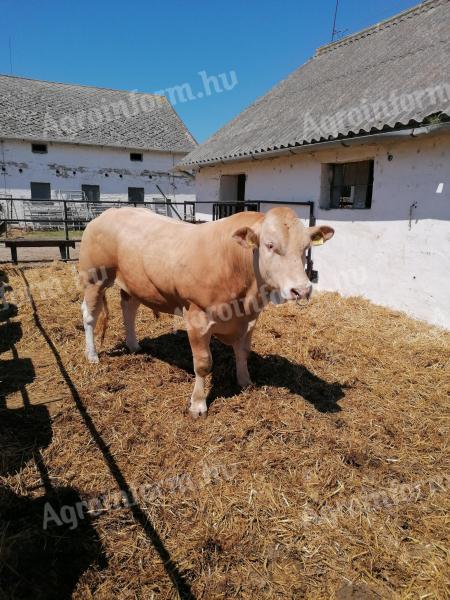 Blonde d'aquitaine bikák,  üszők eladók