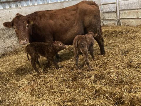 Állatgondozo Állatgondozo