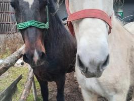 Eladó Lipicai és holland vérvonalú ivartalanított lovak