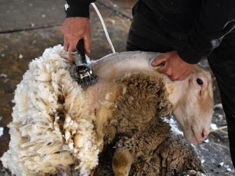 Birkanyírás,  körmölés országosan Birkanyírás,  körmölés országosan