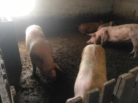 Kihízlalt kocák, nagysúlyú hízók eladók