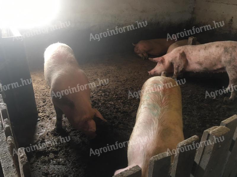 Kihízlalt kocák, nagysúlyú hízók eladók