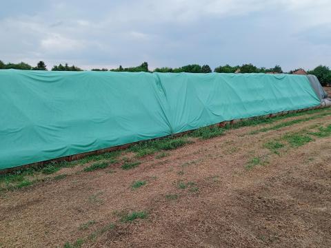 Idei új búza szalma foglalható Idei új búza szalma foglalható