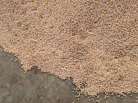 Takarmányborsó eladó Takarmányborsó eladó