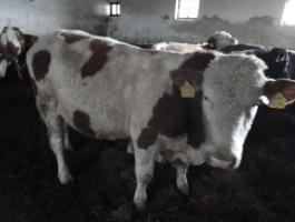 Szarvasmarhákhoz értő munkatársat keresünk