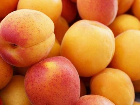 Sárgabarack szedd magad idén fagykár miatt elmarad Sárgabarack szedd magad idén fagykár miatt elmarad