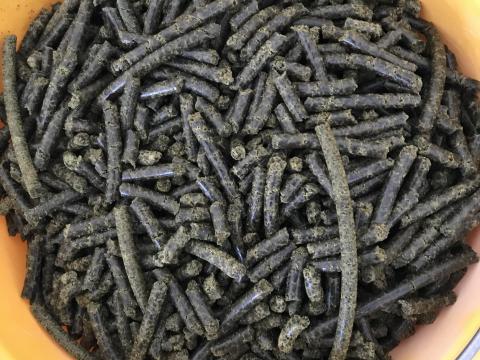 Tökmag granulátum (pellet)