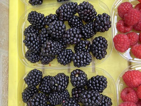 Fekete szeder eladó Fekete szeder eladó