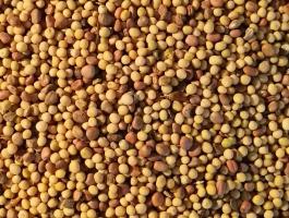 Fémzárolt,  gazdaságos zöldítő páros (olajretek + mustármag) eladó,  akár postai szállítással