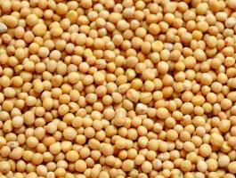 Mustár vetőmag fémzárolt eladó,  postai szállítással,  utánvéttel