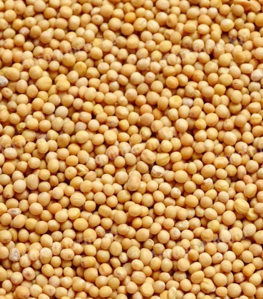 Mustár vetőmag fémzárolt eladó,  postai szállítással,  utánvéttel