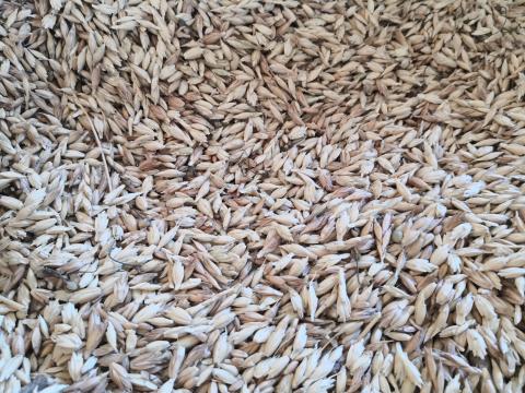 Tönkölybúza hántolatlan Tönkölybúza hántolatlan