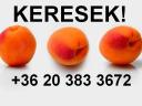 Kajszibarackot vennék nagy tételben
