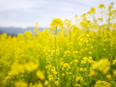 Bea mustár vetőmag 25 kg/zsák kiszerelésben, fémzárolt minőségben Bea mustár vetőmag 25 kg/zsák kiszerelésben, fémzárolt minőségben