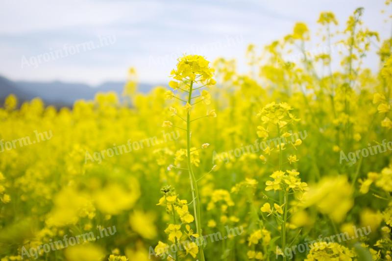 Bea mustár vetőmag 25 kg/zsák kiszerelésben, fémzárolt minőségben