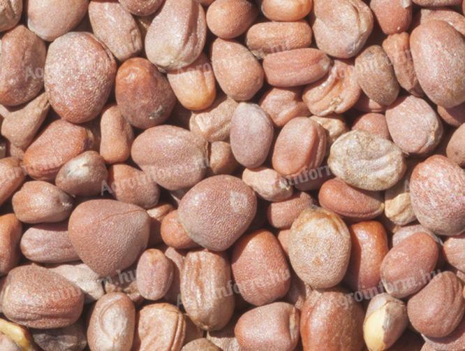 Olajretek vetőmag személyes átvétellel és házhozszállítási lehetőséggel